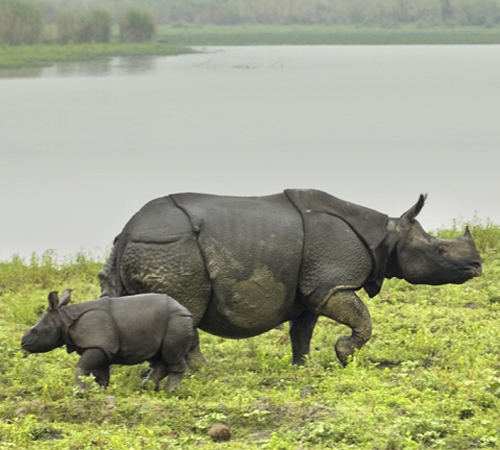 Assam Wildlife Tour